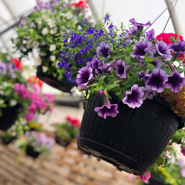 Blogue_Nos astuces pour réussir vos jardinières de fleurs annuelles Blogue_Nos astuces pour réussir vos jardinières de fleurs annuelles