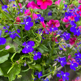 Blogue_Nos astuces pour réussir vos jardinières de fleurs annuelles Blogue_Nos astuces pour réussir vos jardinières de fleurs annuelles