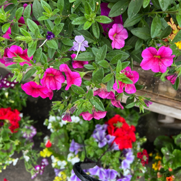 Blogue_Nos astuces pour réussir vos jardinières de fleurs annuelles Blogue_Nos astuces pour réussir vos jardinières de fleurs annuelles