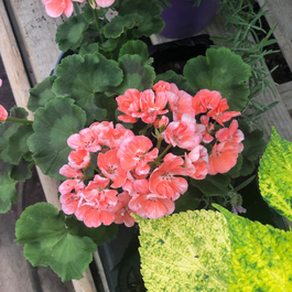 Blogue_Nos astuces pour réussir vos jardinières de fleurs annuelles Blogue_Nos astuces pour réussir vos jardinières de fleurs annuelles