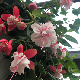 Blogue_Nos astuces pour réussir vos jardinières de fleurs annuelles Blogue_Nos astuces pour réussir vos jardinières de fleurs annuelles