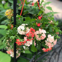 Blogue_Nos astuces pour réussir vos jardinières de fleurs annuelles Blogue_Nos astuces pour réussir vos jardinières de fleurs annuelles