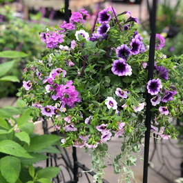 Blogue_Nos astuces pour réussir vos jardinières de fleurs annuelles Blogue_Nos astuces pour réussir vos jardinières de fleurs annuelles