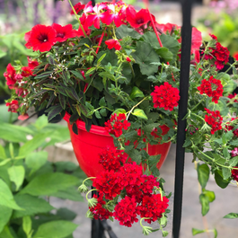 Blogue_Nos astuces pour réussir vos jardinières de fleurs annuelles Blogue_Nos astuces pour réussir vos jardinières de fleurs annuelles