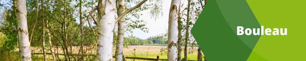 Bouleau